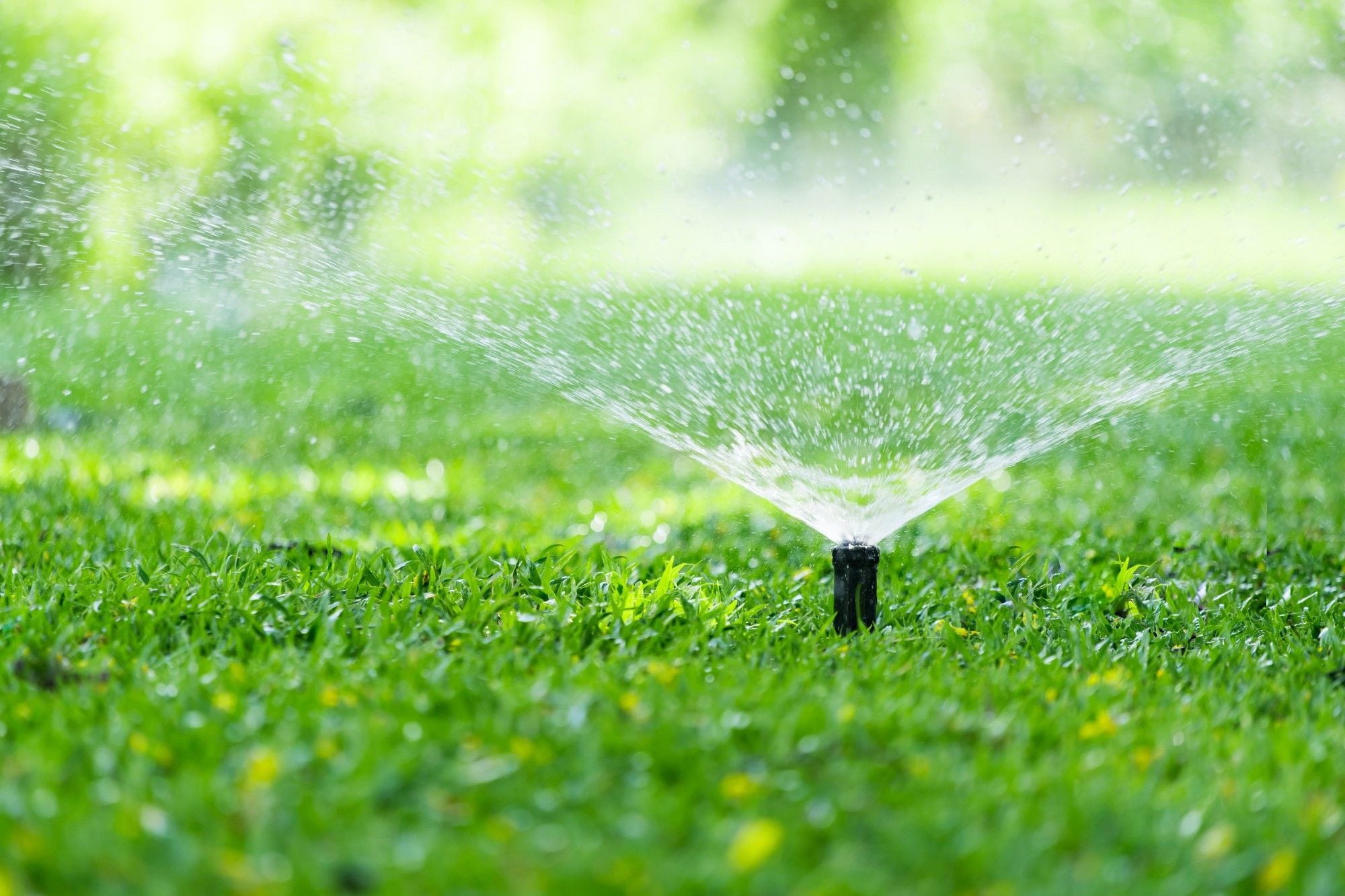 What You Need to Know About Sprinkler Systems What You Need to Know About Sprinkler Systems